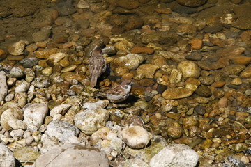 sparrows
