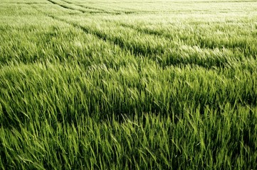 green lines of nature