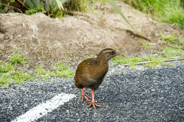 Kiwi, South Island New Zealand