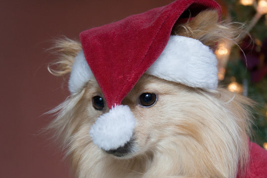 Oops Christmas Cap In Face Pomeranian Purebred Dog