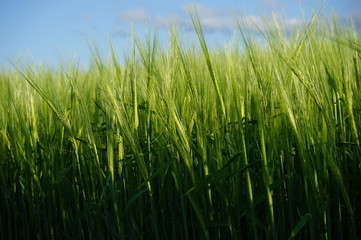 green fenced field in the United Kingdom on a sunny day