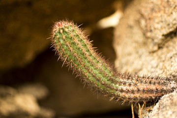 nature; cactus; green; caterpillar