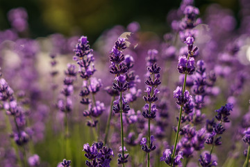 purple lavender flowers at morning time with blurred background in the garden.