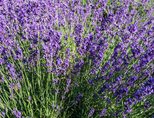 purple lavender flowers at morning time with blurred background in the garden.