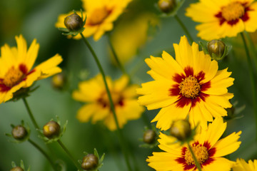 Beautiful and brilliant cropping of Lanceleaf Coreopsis or Tickseed which is a member of the...