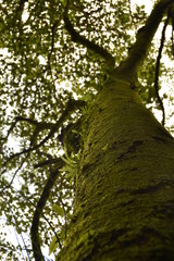 Árbol