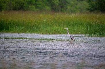 Wading Grey Heron