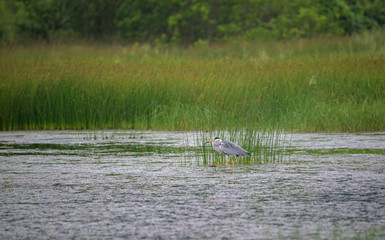 Grey Heron with Fish