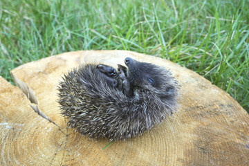 little prickly hedgehog