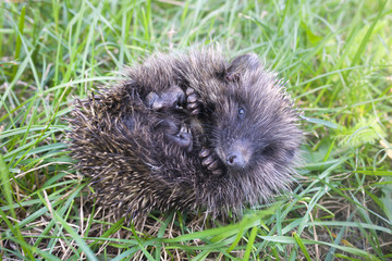 little prickly hedgehog