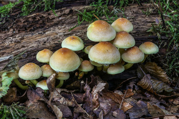 Pilzformation im Detail