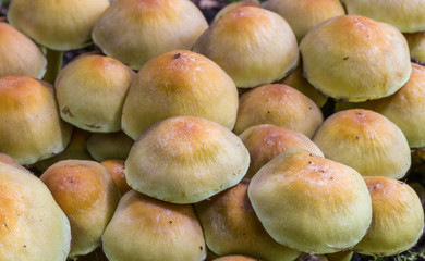 Pilzformation im Detail