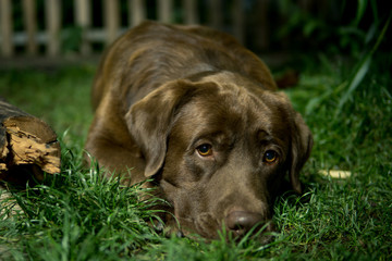 Brown labrador dog is lying on the green grass. Chocolate labrador