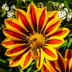 Big white flower at morning time with blurred background in the garden.