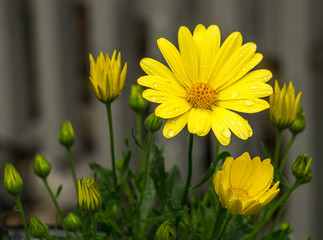 Big yellow flower at morning time with blurred background in the garden.