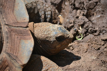Tortuga