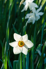 Big white narcissus at morning time with blurred background in the garden.