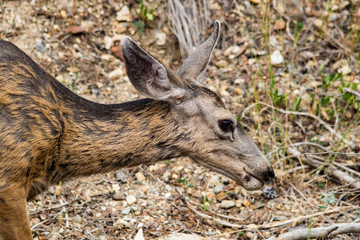 Deer 2
