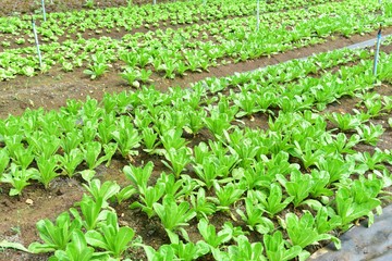 Fototapeta na wymiar Cos Lettuce, or Romaine Lettuce, Growing in an Organic Farm