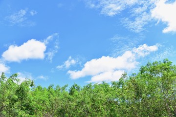 Green Plants Under Bright Blue Skies