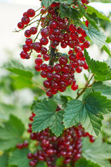 Red currant berries on bruch