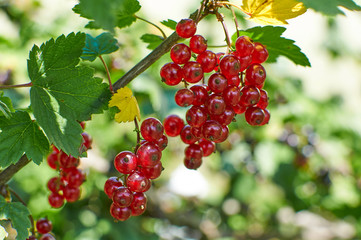 Red currant berries on bruch