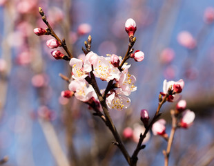 beautiful flowers on apricot branches in nature