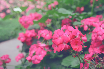 Beautiful flowers growing in the garden.