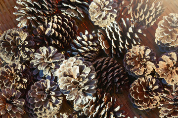 蚤の市、松ぼっくり。