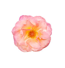 Natural pink rose isolated on white background