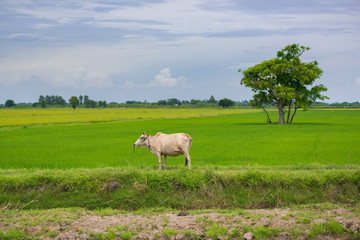 Cow eating grass or rice straw in rice field with blue sky, rural background.