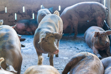 Group of pig sleeping eating in the farm.