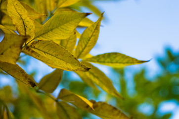 Obraz premium Tree branch with yellow autumn leaves in a forest on mountain Miroc, Serbia