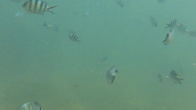 A wide shot of yellowfin fish underwater and zebra skin fish