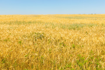 Golden Wheat Field