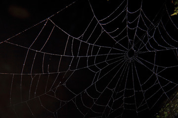 spider web in the dark