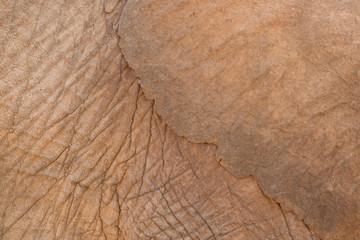 Elephants, Damaraland, Namibia