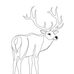 Fototapeta premium deer vector illustration line drawing 