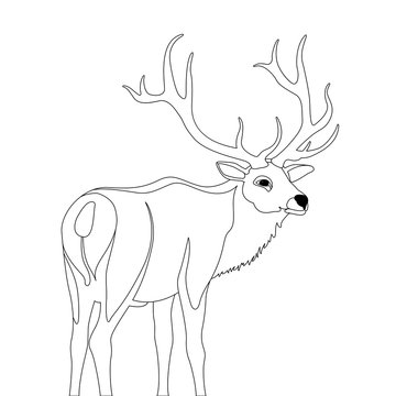 deer vector illustration  line drawing 
