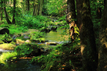 river in the green forest