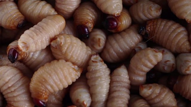 Red palm weevil, sago worm (Rhynchophorus ferrugineus) close up