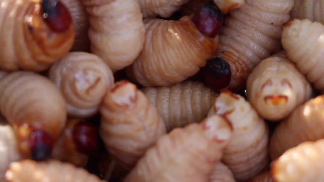 Red palm weevil, sago worm (Rhynchophorus ferrugineus) close up