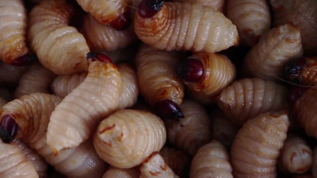 Red palm weevil, sago worm (Rhynchophorus ferrugineus) close up