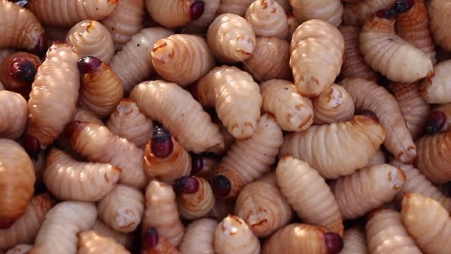 Red palm weevil, sago worm (Rhynchophorus ferrugineus) close up