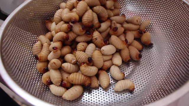 Red palm weevil, sago worm (Rhynchophorus ferrugineus) close up