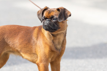 Obraz premium English Bulldog Close-up