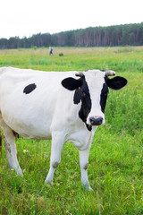 Dairy cow stands in her pasture
