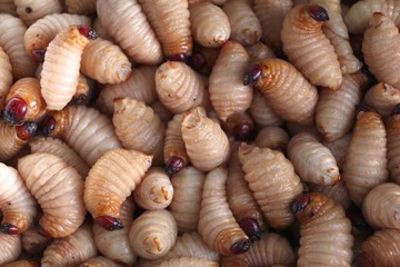 Red palm weevil, sago worm (Rhynchophorus ferrugineus) close up