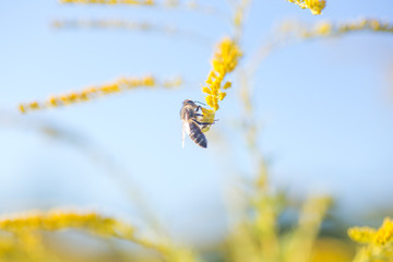 Solidago, goldenrod yellow flowers in summer. Lonely bee sits on a yellow flowering goldenrod and collects nectar