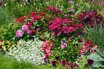 lot of blooming different flowers and plants